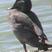 Freckled Duck